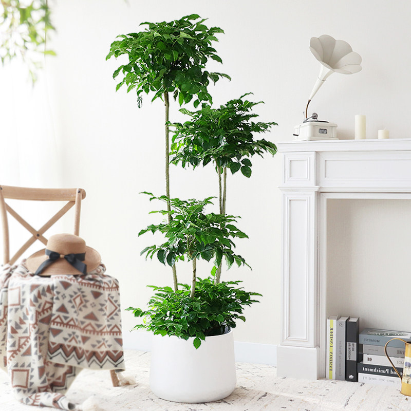 幸福树盆栽大客厅绿植老桩大棵造型绿宝树花卉平安树室内大型植物