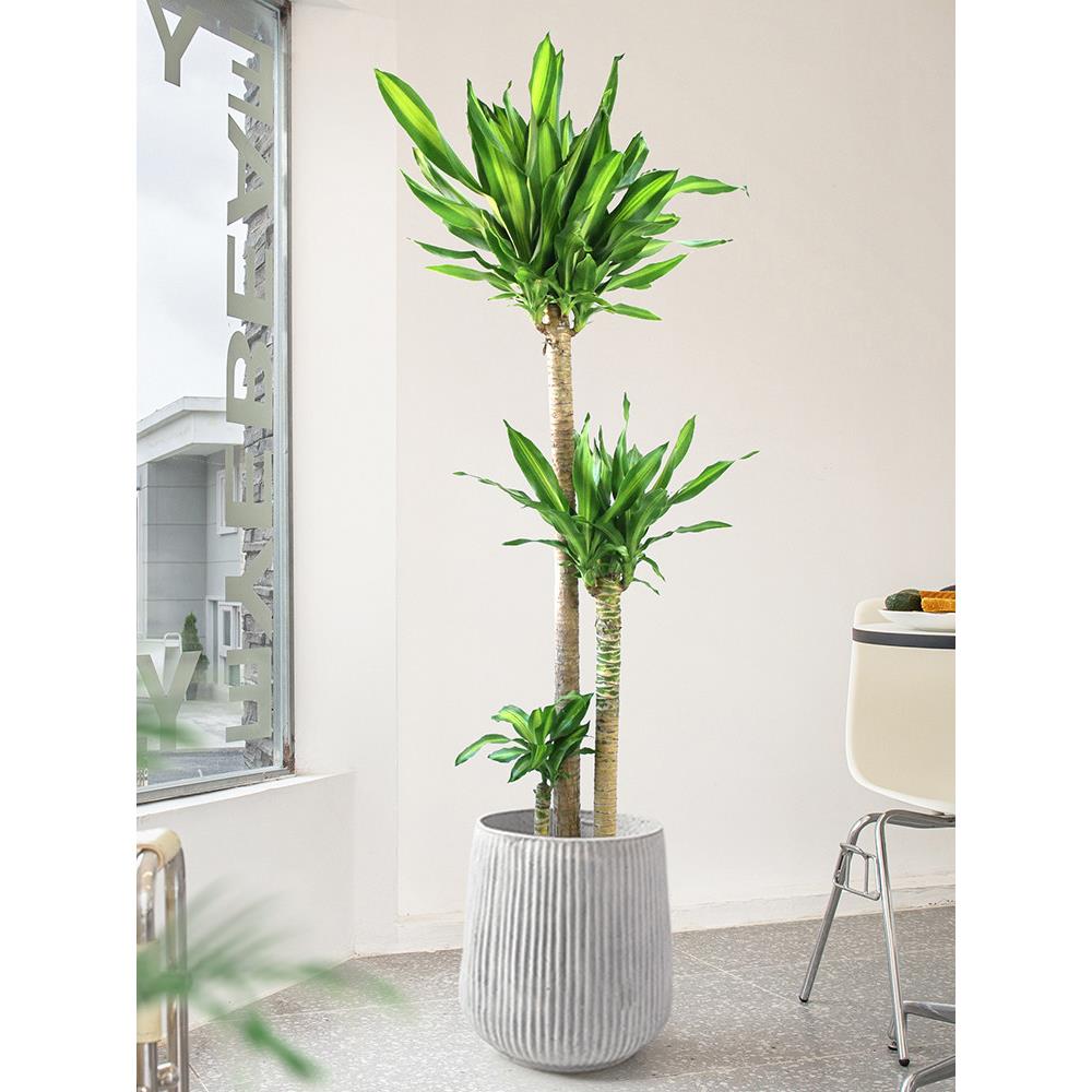 金心荷花铁大盆栽客厅绿植落地龙血树好养真花办公室内大型植物