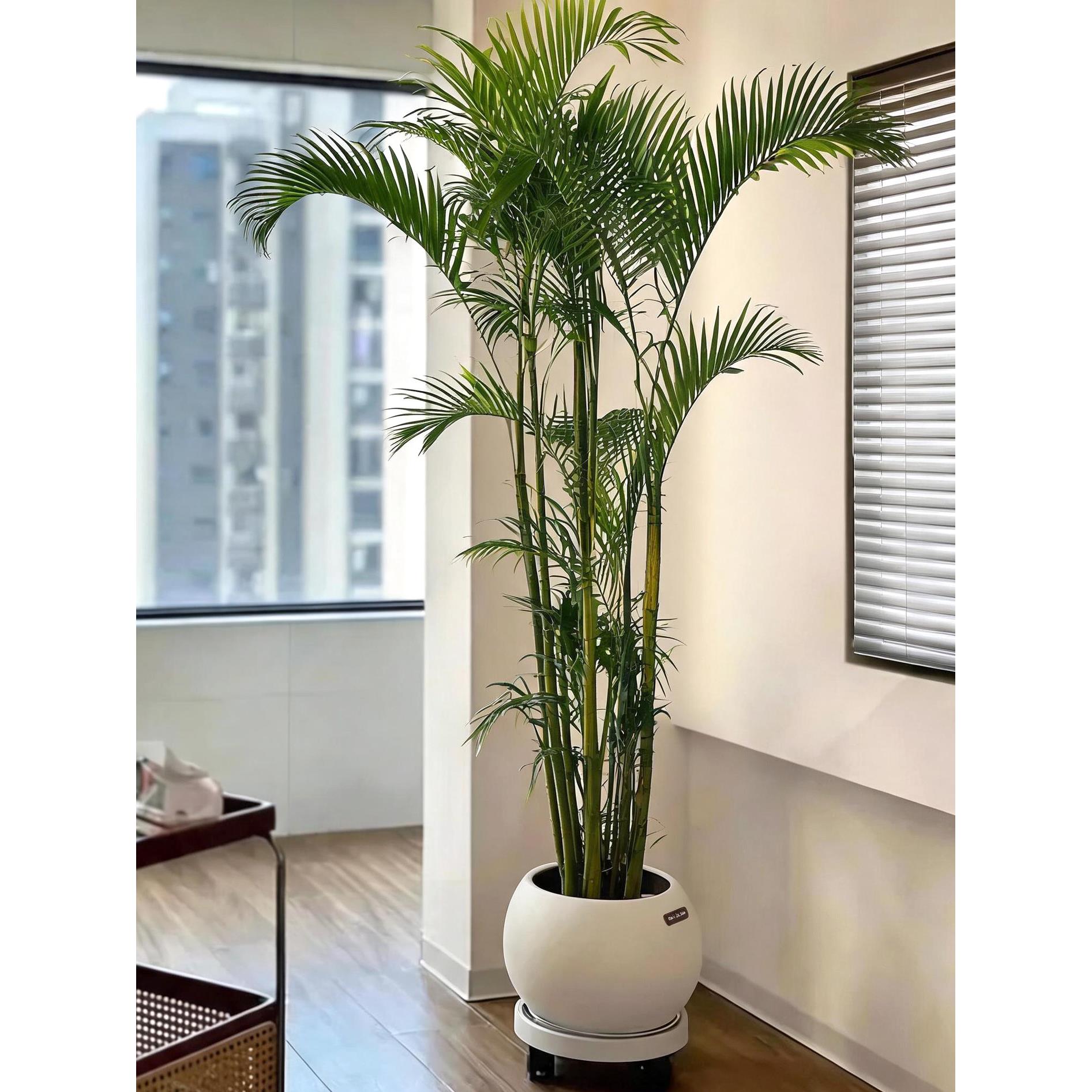 老桩散尾葵盆栽花卉凤尾竹室内办公大型植物夏威夷富贵椰竹子盆栽
