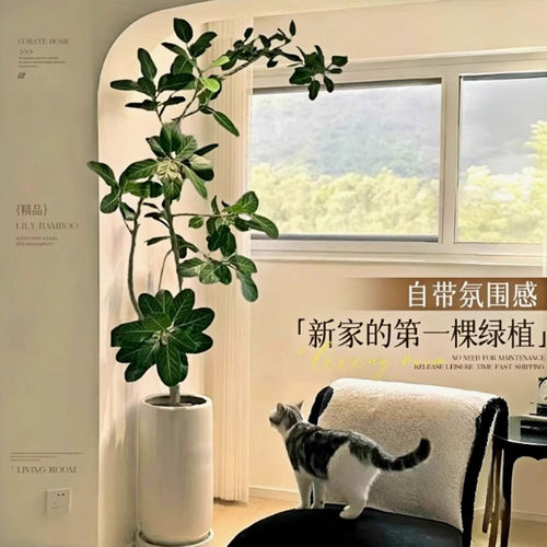网红孟加拉榕盆栽客厅绿植室内大型黄金榕高山榕树落地真花旺宅树