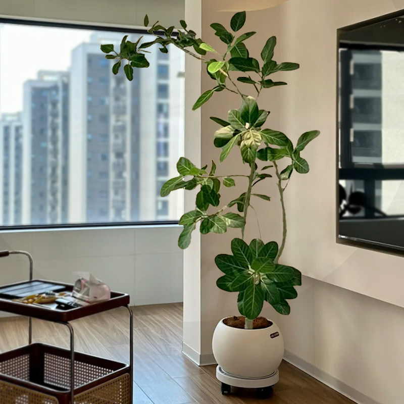 孟加拉高山榕橡皮树盆栽老桩客厅绿植落地好养真花卉室内大型植物