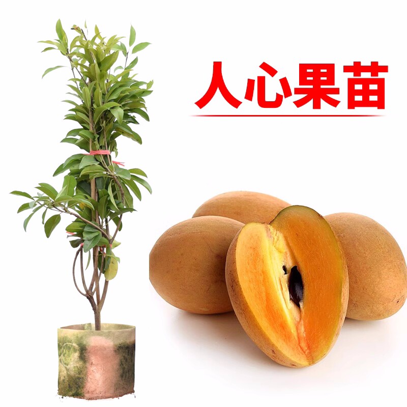 人心果苗树苗珍贵树苗盆栽南方人参果苗人心果树苗盆栽地栽庭院