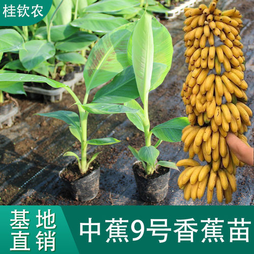 中蕉9号香蕉苗香蕉树苗当年结果产量高矮化芭蕉粉蕉阳台庭院盆栽