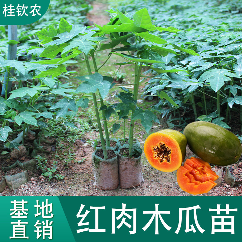 木瓜苗矮化红肉大青水果黄金木瓜树苗大白四季结果盆栽南北方带土