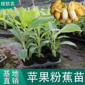 苹果蕉树苗皇帝蕉树苗广西红香蕉苗安南蕉中蕉小米蕉苗粉蕉苗盆栽