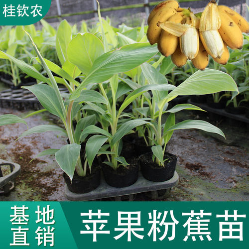 苹果蕉树苗皇帝蕉树苗广西红香蕉苗安南蕉中蕉小米蕉苗粉蕉苗盆栽