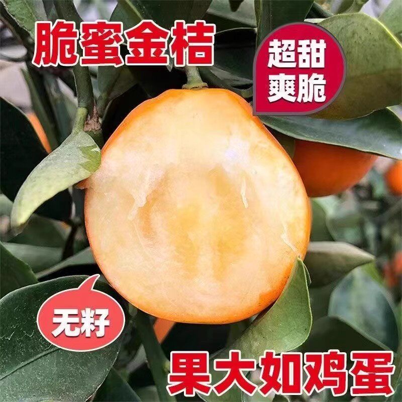 脆皮金桔树苗第三代脆蜜金桔树苗金桔苗盆栽地栽四季当年结果