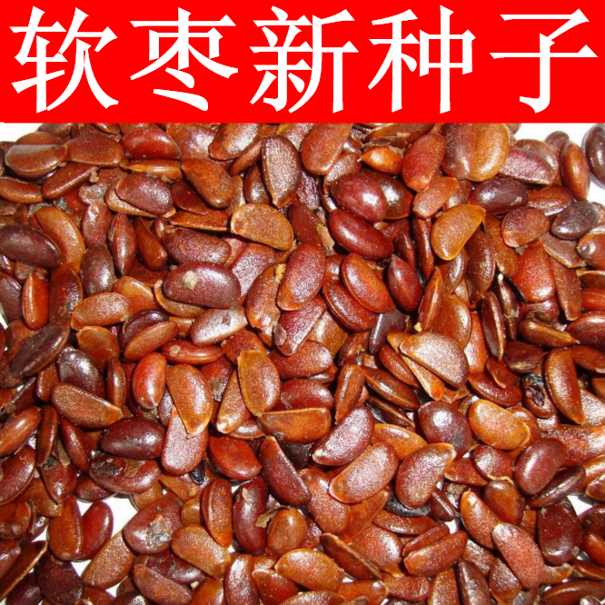 软枣种子黑枣牛奶柿 野柿子种子君迁子种子 柿子树种子金弹子种子