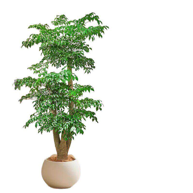幸福树客厅大盆栽老桩绿植室内外平安树盆景吸甲醛植物四季好养活