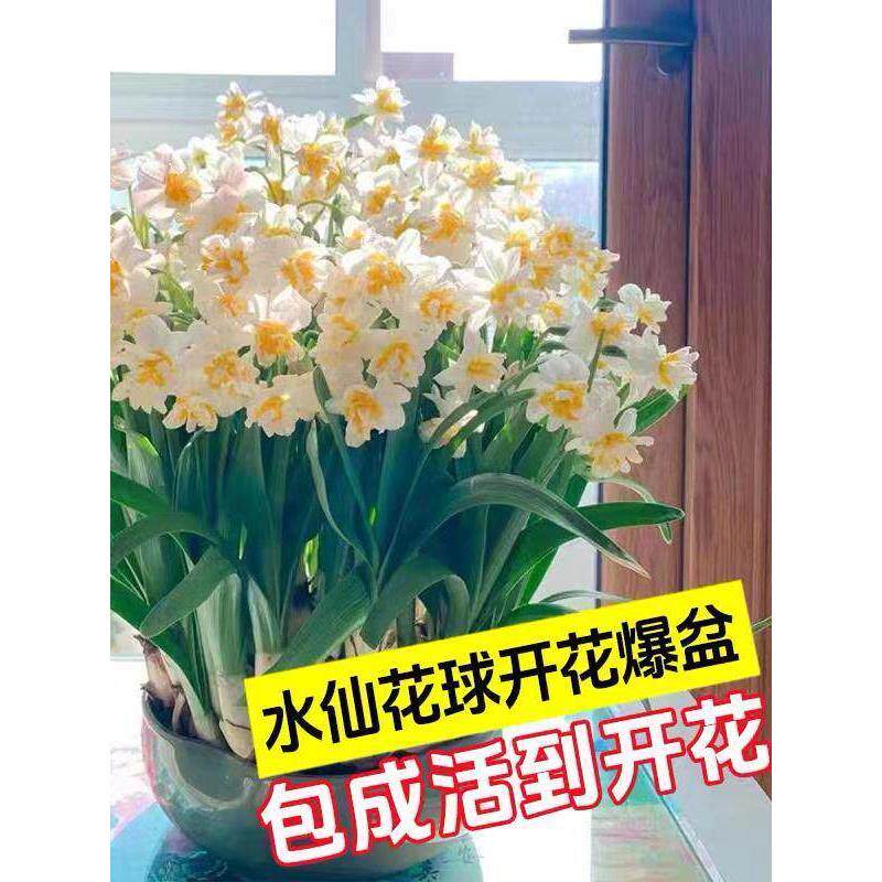 重瓣水仙花种球水养盆栽四季开花卉植物室内花绿植水培好养带花苞