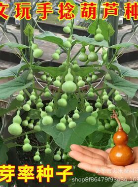 小手捻葫芦种子盆栽四季种植庭院阳台爬藤植物种子室内绿色葫芦籽