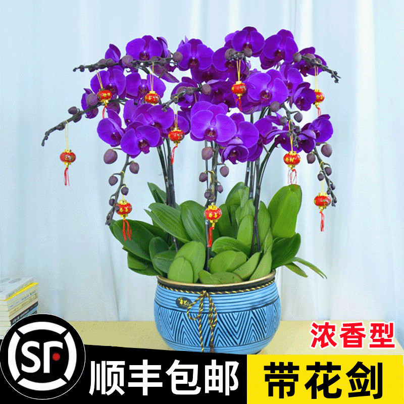 蝴蝶兰盆栽带花剑带花苞花苗兰花大苗客厅室内植物花卉四季好养活