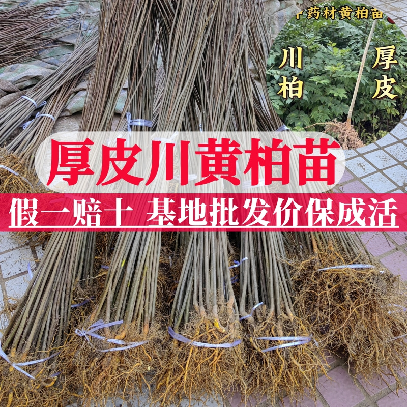 四川正宗厚皮黄柏树苗基地现挖现发中药材绿化苗木黄柏皮树苗批发