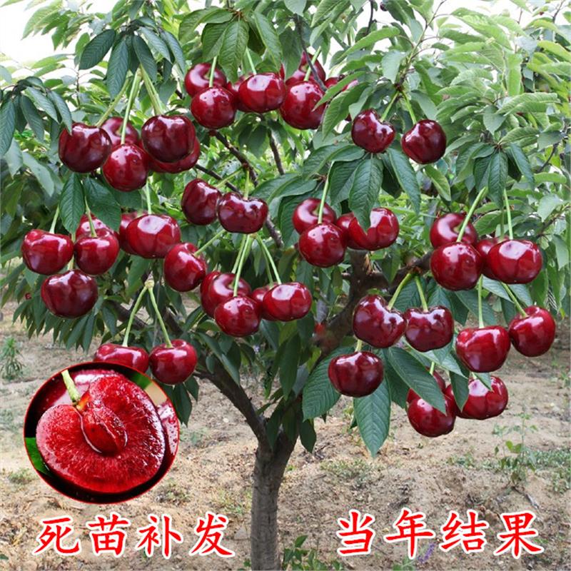 樱桃种植果树樱桃树四川厘子北耐寒果苗南方苗树水大苖车车厘子