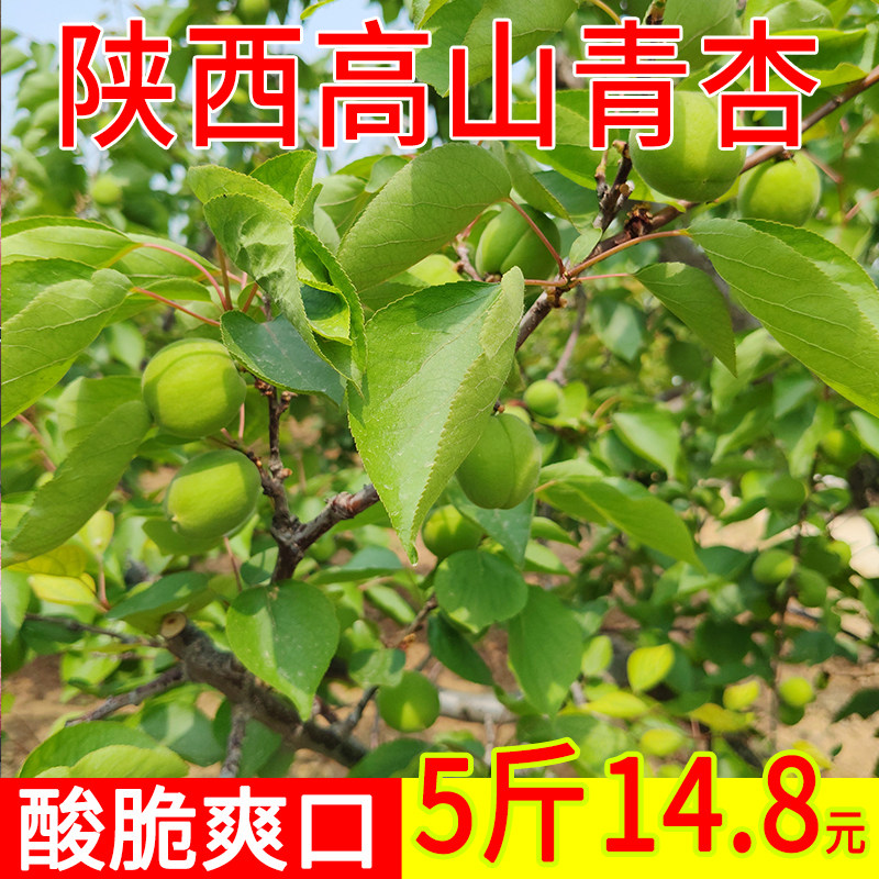 陕西高山青杏脆爽泡酒现摘农家自种当季新鲜非青梅孕妇水果绿杏子