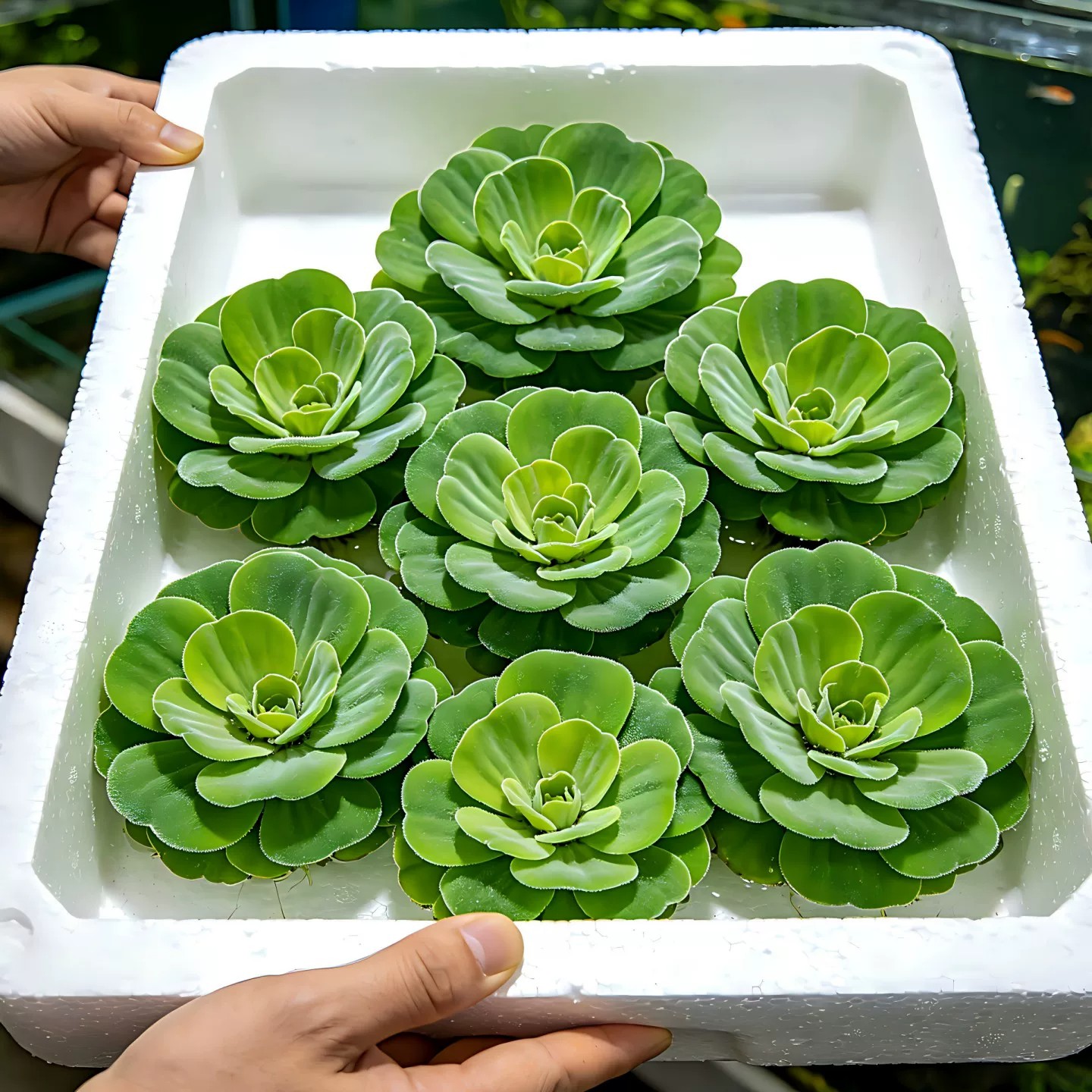 水芙蓉浮萍水草好养活净化水质植物新手懒人鱼缸造景增氧水培植物