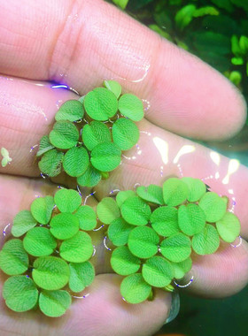 浮萍水草植物鱼缸净水槐叶萍圆心萍净化水质水培绿植庭院办公室鱼
