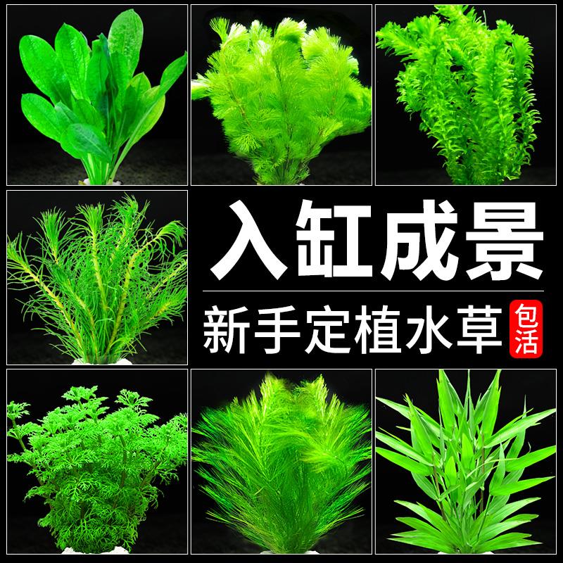 水草植物鱼缸造景新手阴性定植套餐蜈蚣草绿菊水榕沉木水培真水草 宠物/宠物食品及用品 桌面缸 原图主图