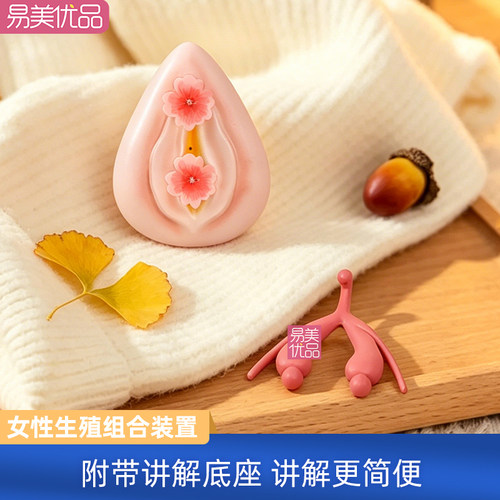 医用女性外生殖解剖教学模型