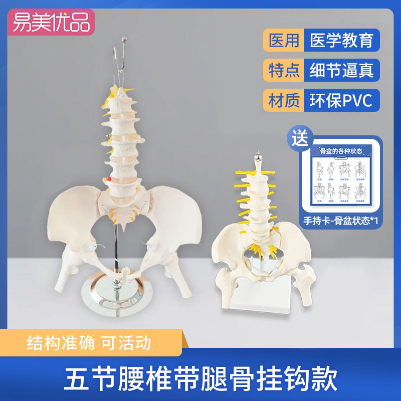 动态腰椎骨盆模型医用产康教培