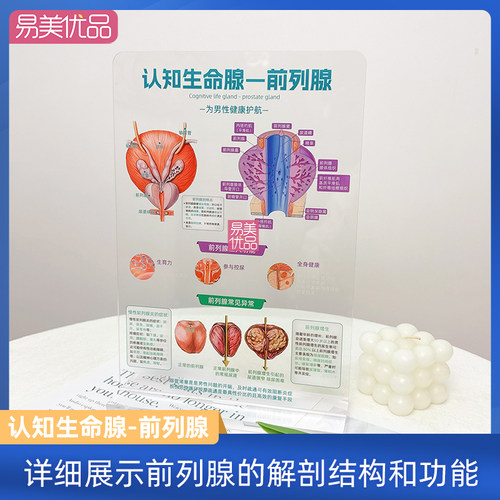 前列腺解剖模型美容院健康宣传工具亚克力材质高档耐用专形象提升