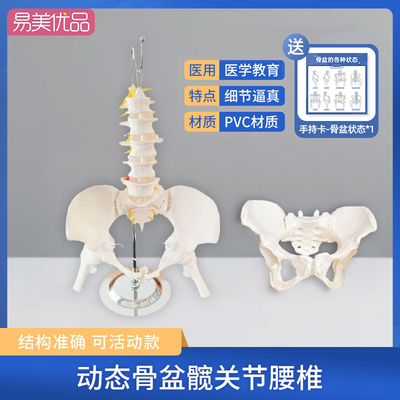 正骨女性动态骨盆带腰椎医用教学