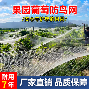 葡萄防护网防鸟网果园樱桃钓鱼线防乌网果树琵琶树防鸟用的网阳台