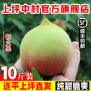 10斤连平上坪鹰嘴桃现摘大果广东河源脆桃子水果蜜桃新鲜现货当季