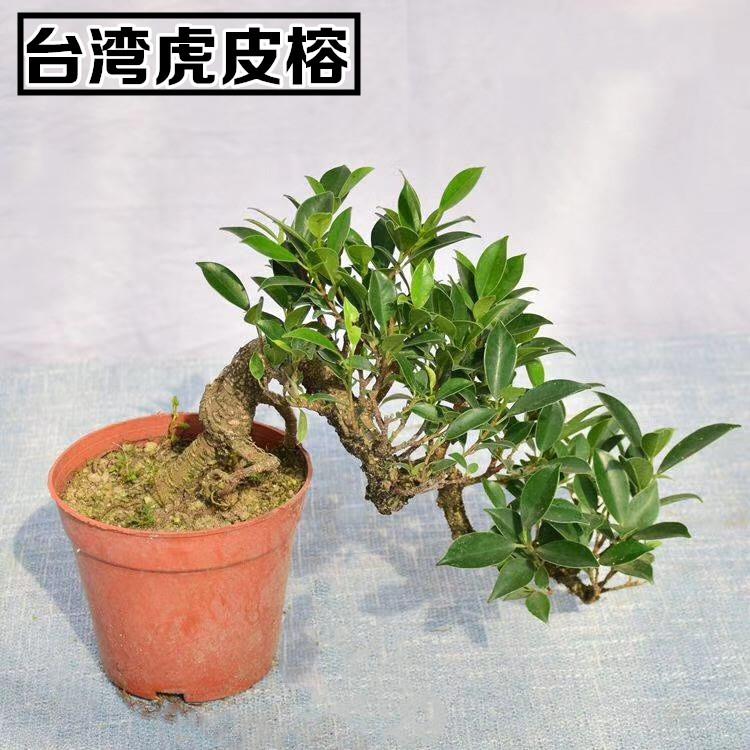 虎皮榕盆景 树桩虎斑榕树金钱气根悬崖式临水式抱石水陆造景盆栽