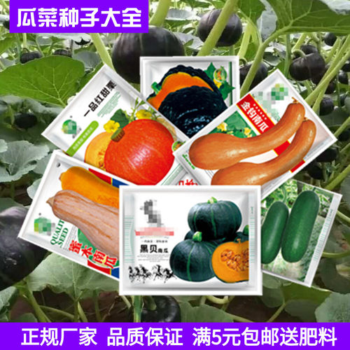 高产绿贝贝迷你奶油小南瓜种子丝瓜玉米蜜本黑白粉皮大早熟小冬瓜