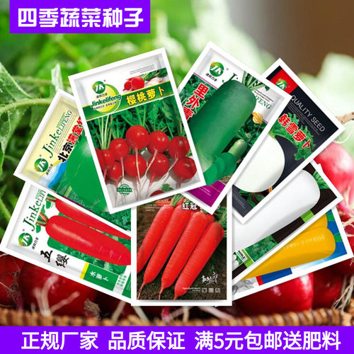 脆甜凤梨水果萝卜樱桃小萝卜种子