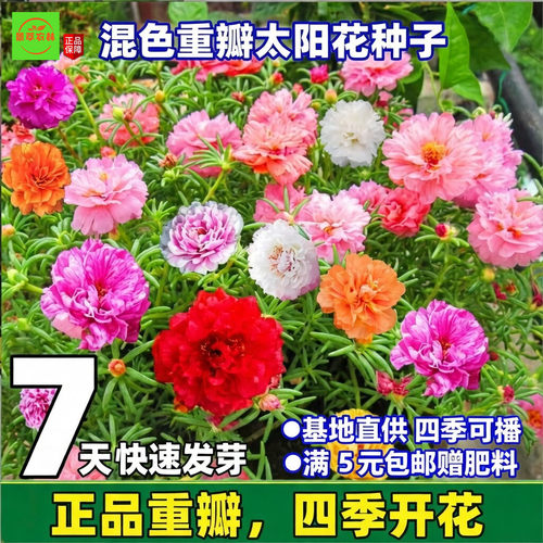 基地直供重瓣太阳花四季野花组合