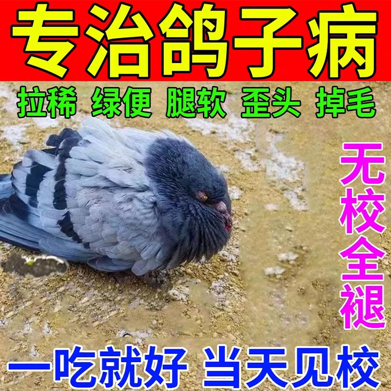 鸽子专用治流感药大全发感烧嗽咳冒黄白血痢疾抗病毒特效预防药