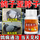 鸽子歪脖子药专用特效扭歪头呼吸道抗沙门氏菌病毒嗉囊炎拉新城稀