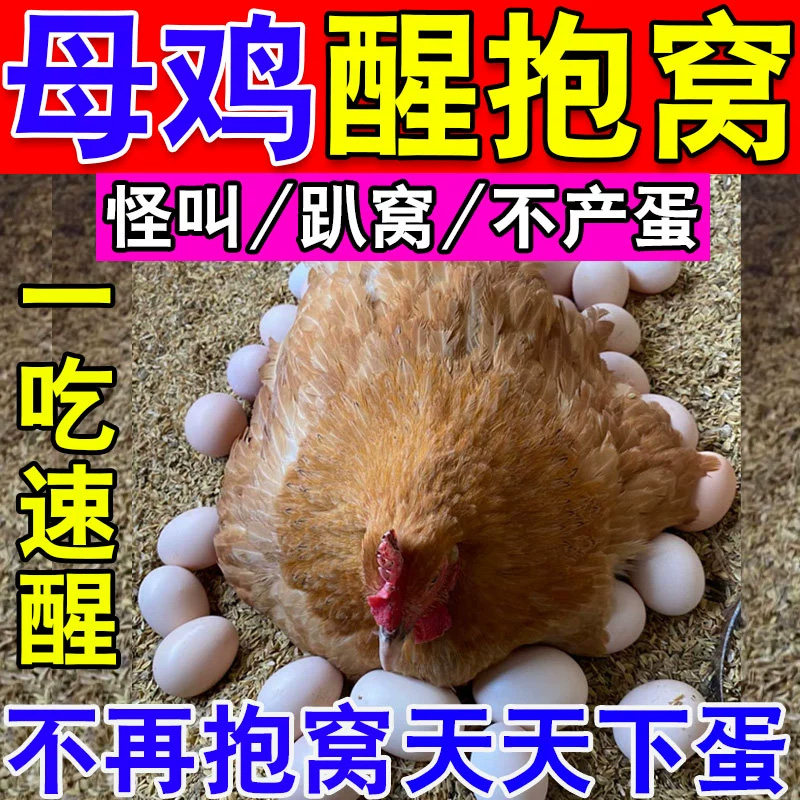 鸡醒抱药专治母鸡抱窝卧不起公鸡常年抱窝的药鸡鸭鹅下蛋催蛋专用