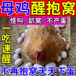 鸡醒抱药专治母鸡抱窝卧不起公鸡常年抱窝的药鸡鸭鹅下蛋催蛋专用