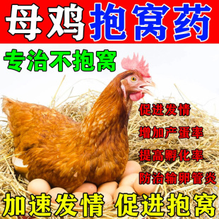 母鸡抱窝药鸡发情让鸡抱窝的药受精药母鸡不下蛋用什么药不受精药