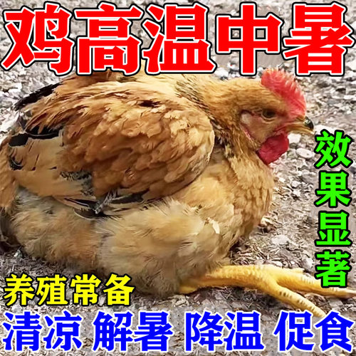 鸡防中暑藿香正气液兽用鸭鹅猪牛羊急救中暑厌食不吃解暑降温冰爽