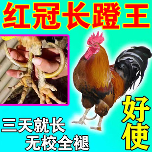 鸡红冠长飞爪鸡脚蹬子脚钉王促生长斗鸡用品红冠亮羽补钙养鸡专用