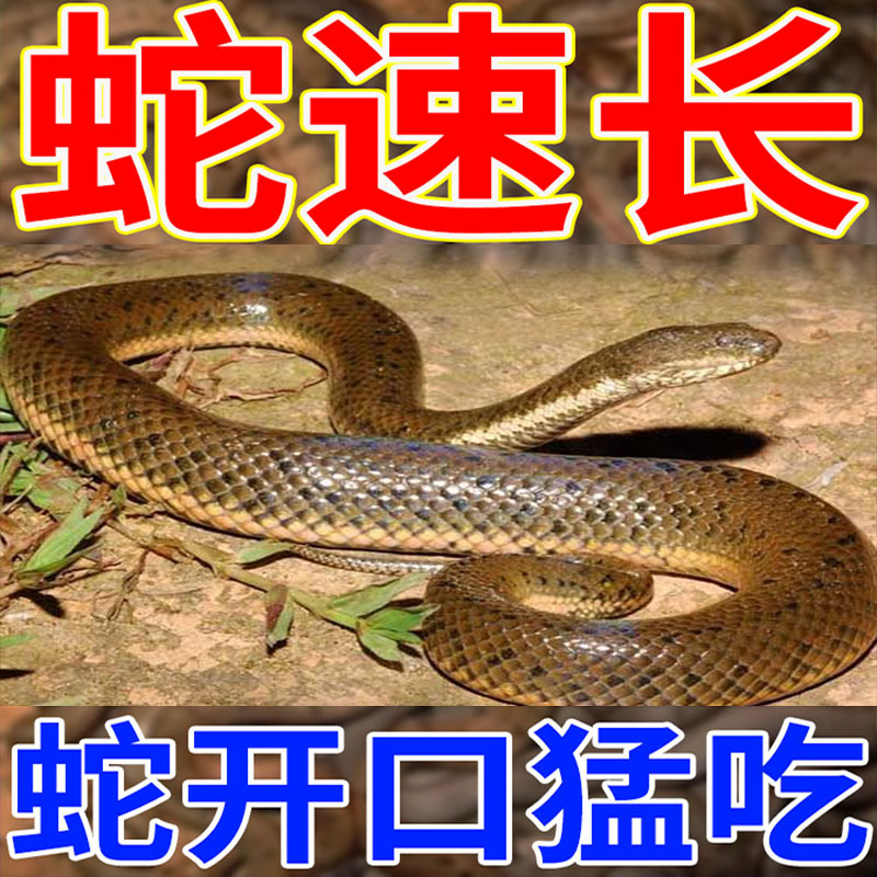 蛇长胖长大增肥增重专用药开口开胃猛吃猛长养殖蛇用快速催肥增重