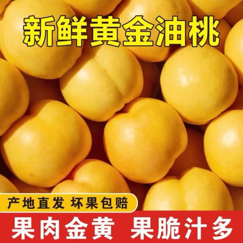 山西运城芒芒桃黄桃新鲜水果黄金芒果油桃产地直发中油八号纯甜桃