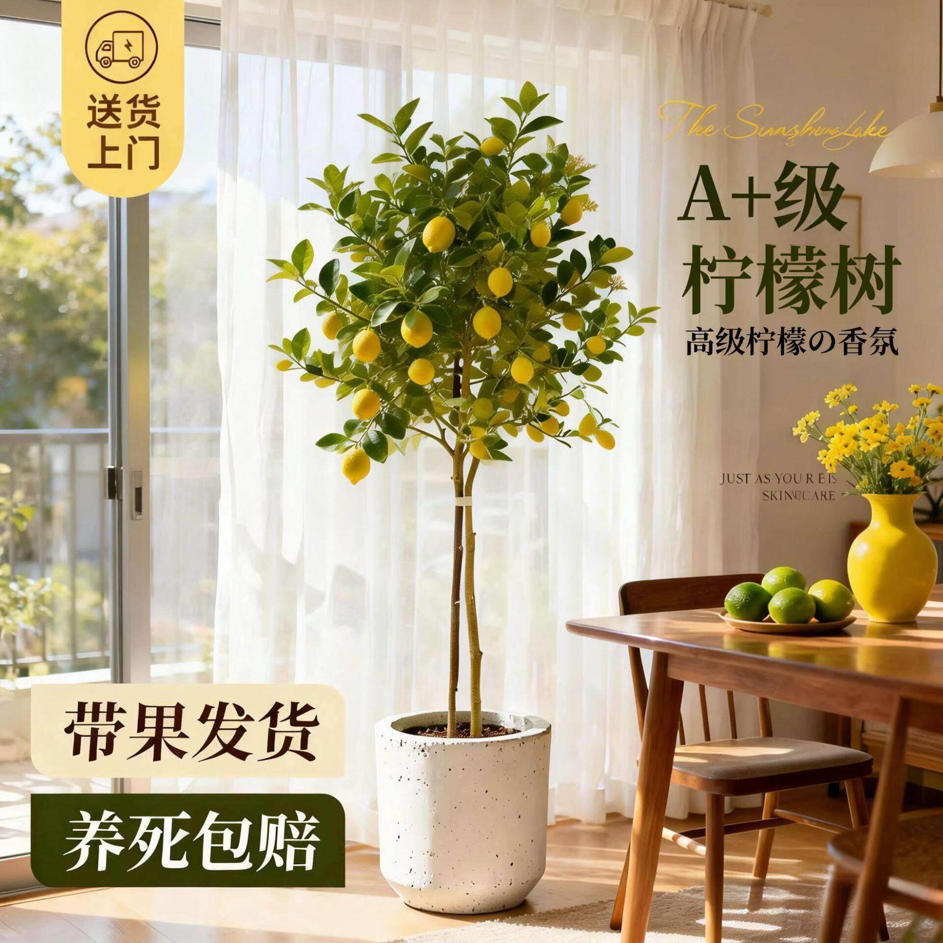 四季香水柠檬树盆栽带果可食用旺宅绿植室内大型植物客厅阳台好养