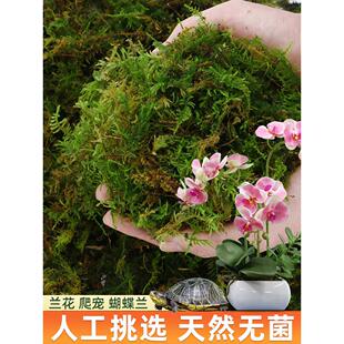天然干苔藓水苔蝴蝶兰专用爬宠乌龟冬眠草青苔兰花石斛种植营养土