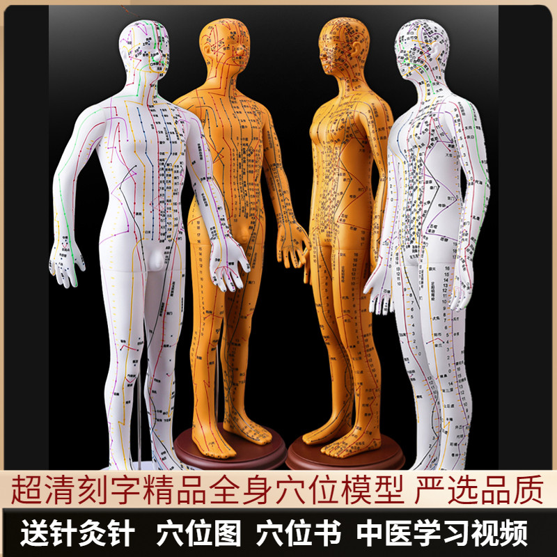 针灸穴位人体模型可扎针经络全身图小铜人模特大真人十二人形练习