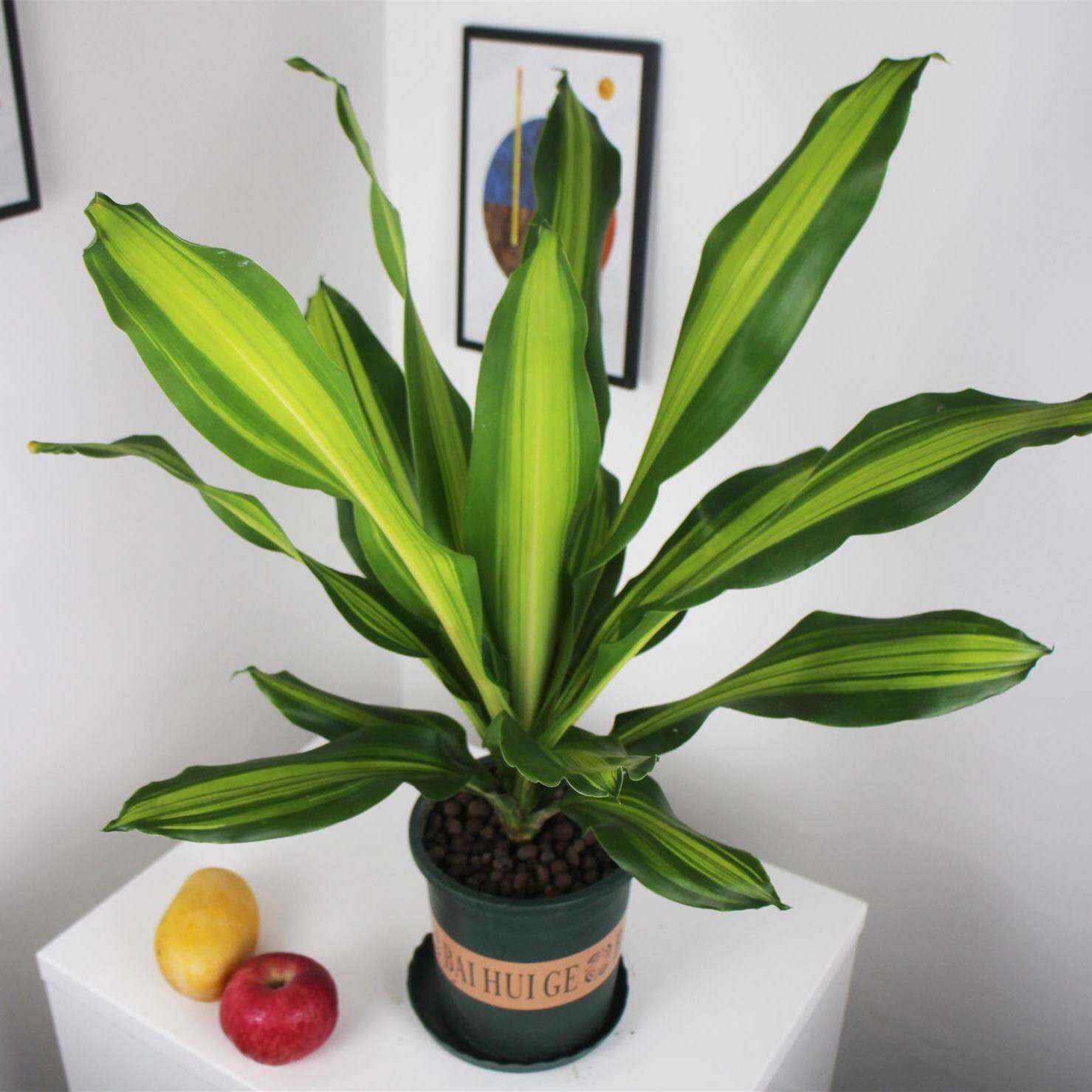 金心金边也门铁香龙血树巴西木室内绿植大型镇宅巴西铁树客厅盆栽