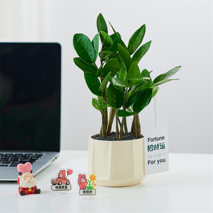 金钱树发财树盆栽室内绿植招财植物净化空气除甲醛懒人好养活盆景