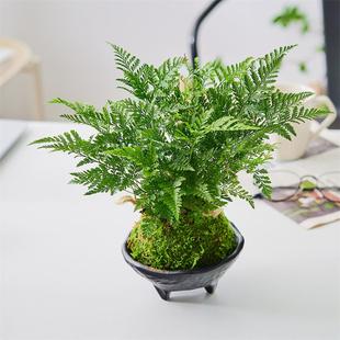 狼尾蕨蕨类绿植盆栽盆景好养室内书房办公室净化空气北欧家居摆件