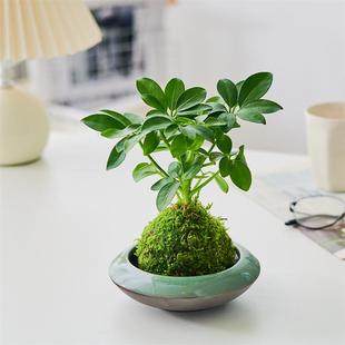 鸭脚木苔藓球 办公室内水培绿植懒人净化空气网红植物盆栽