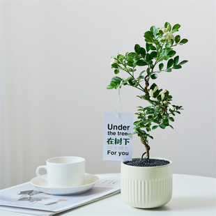 造型九里香盆栽七里香老桩室内办公室客厅桌面绿植开花植物ins风