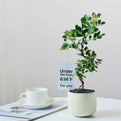 九里香办公桌书房美观吸甲醛造型